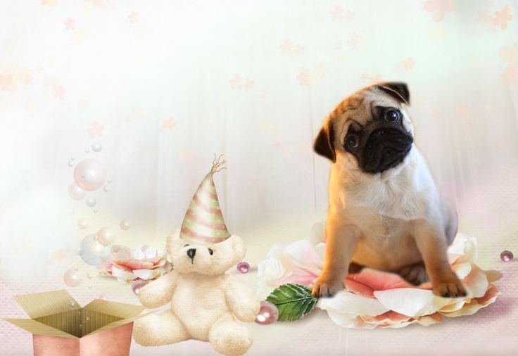 Puppy Wallpaper And Screensavers Weddingdressin