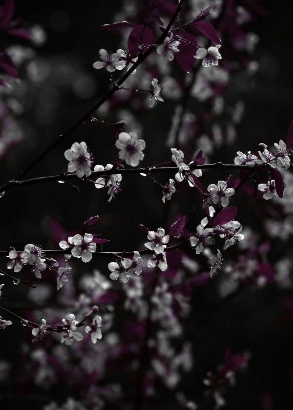 Dramatic White Sand Cherry Blossoms With Dark Plum Leav