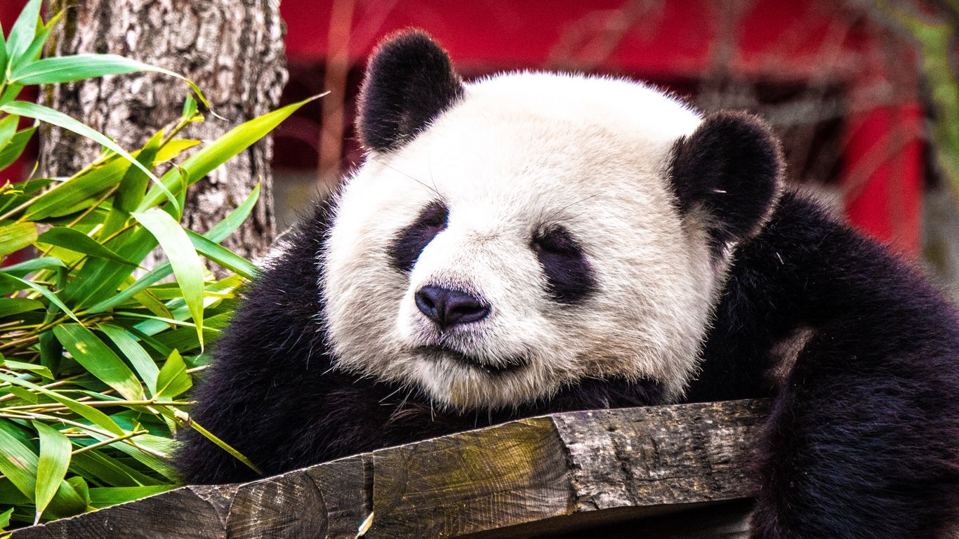 Wallpaper Panda Sleep Cute Animal Tablet