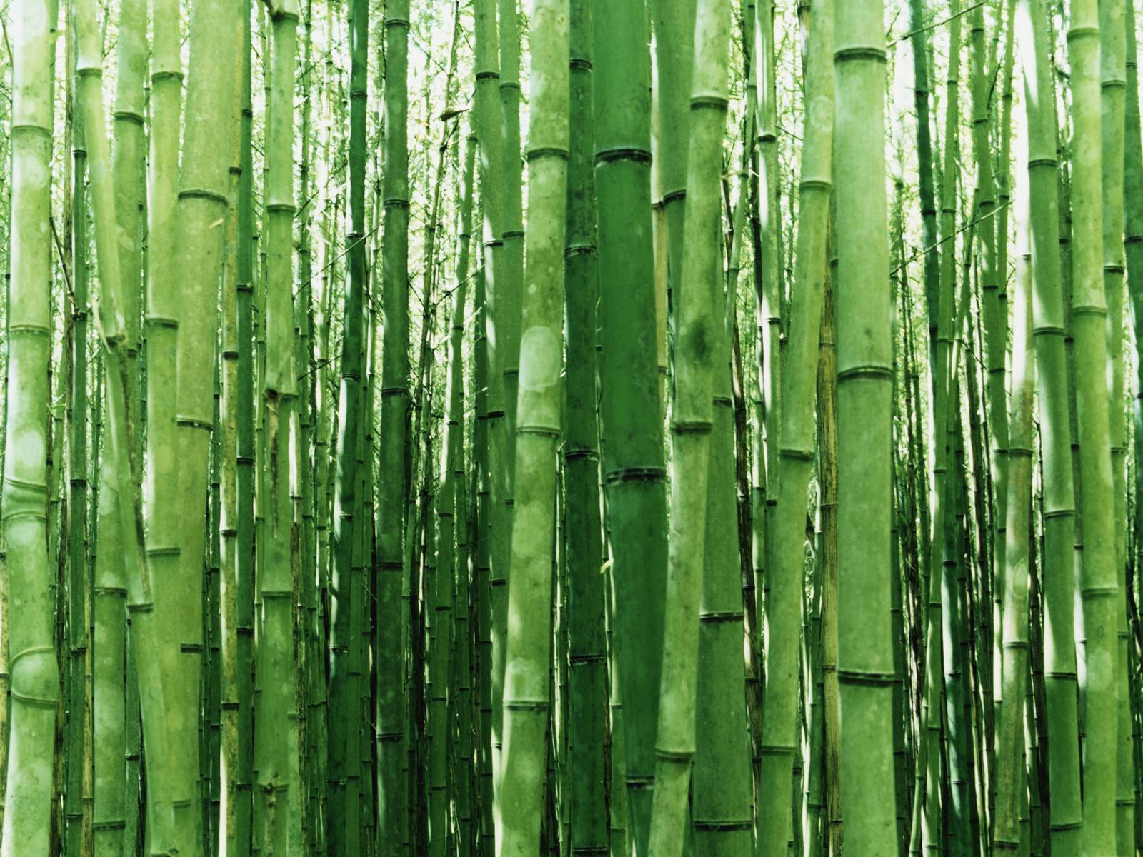 Vista Wallpaper Bamboo Jpg