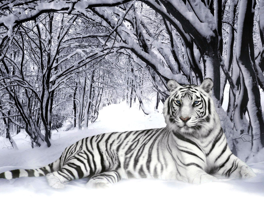 Tigers Wallpaper   Wild Tiger Animal Wallpapers Gallery 1024x768