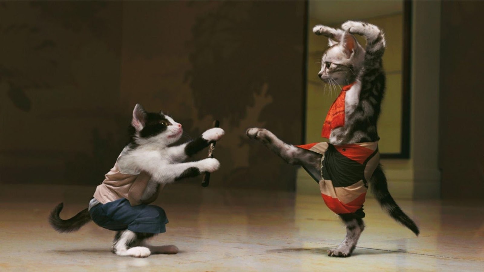 Cats Fighting Funny Animals