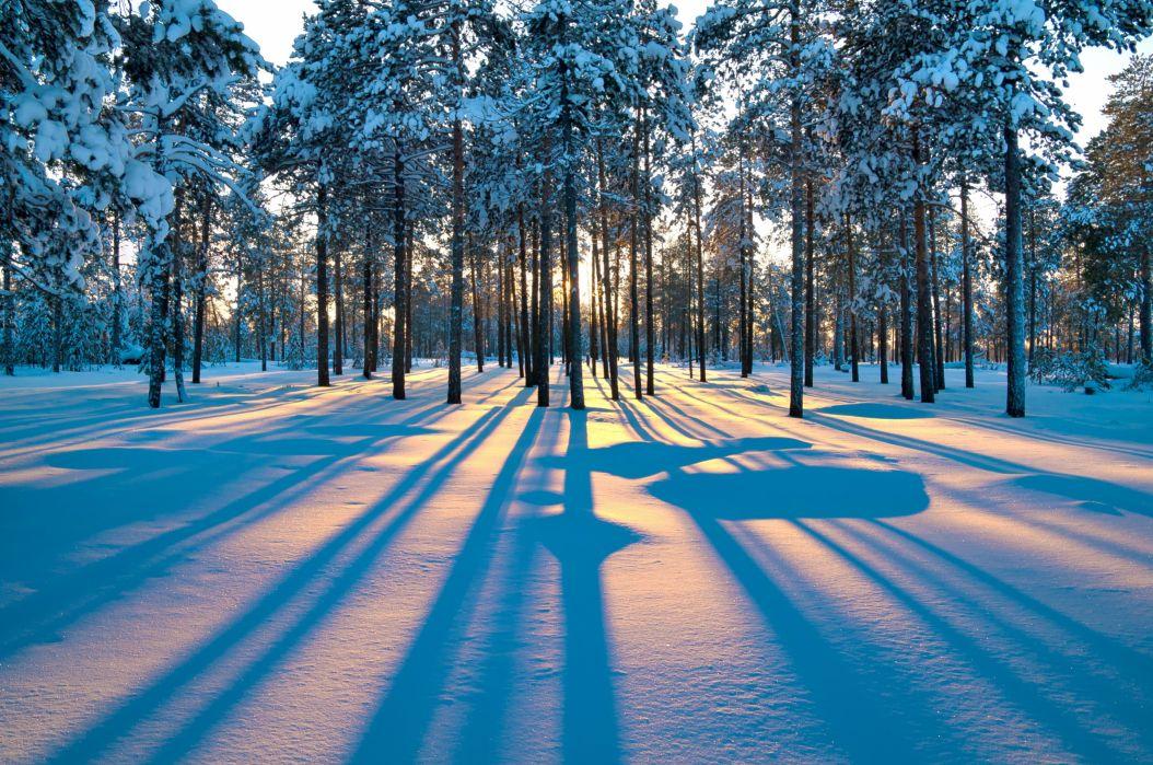 Forest Sunrise Winter Trees Wallpaper