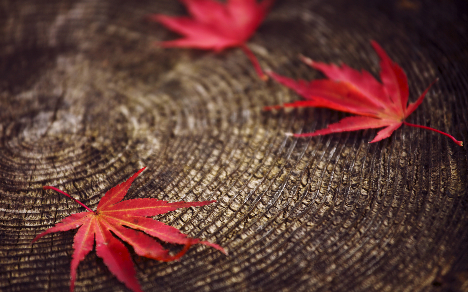 Best HD Red Leaves Wallpaper Feelgrph