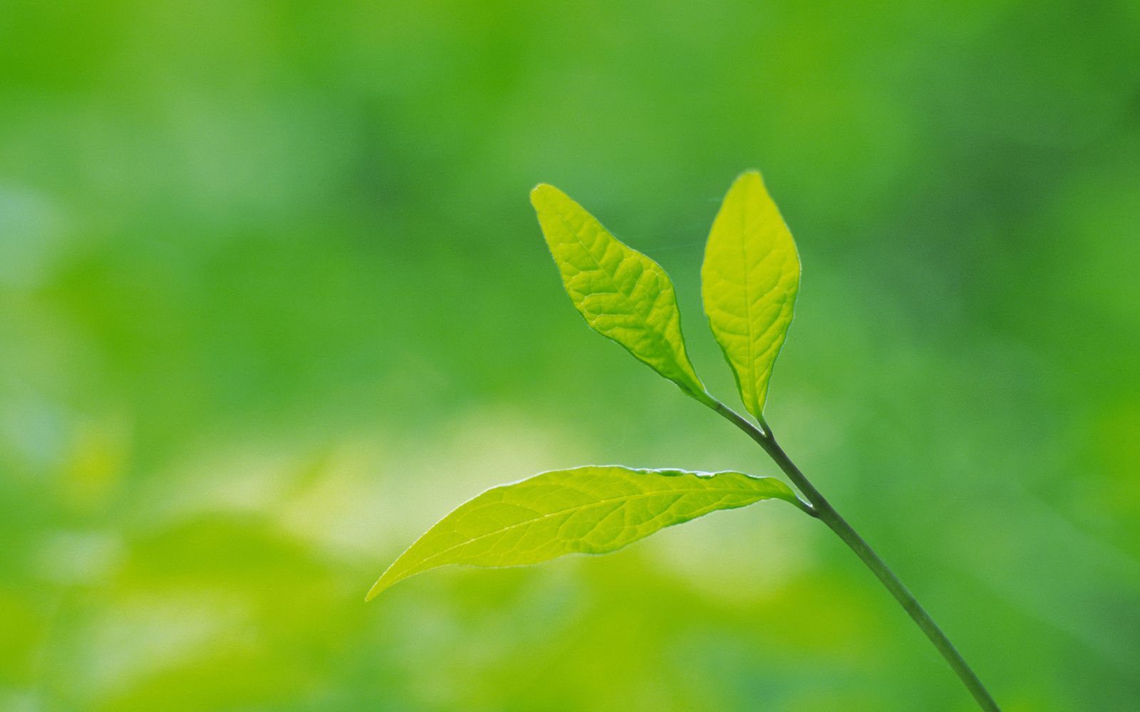 Green Leaves And Background