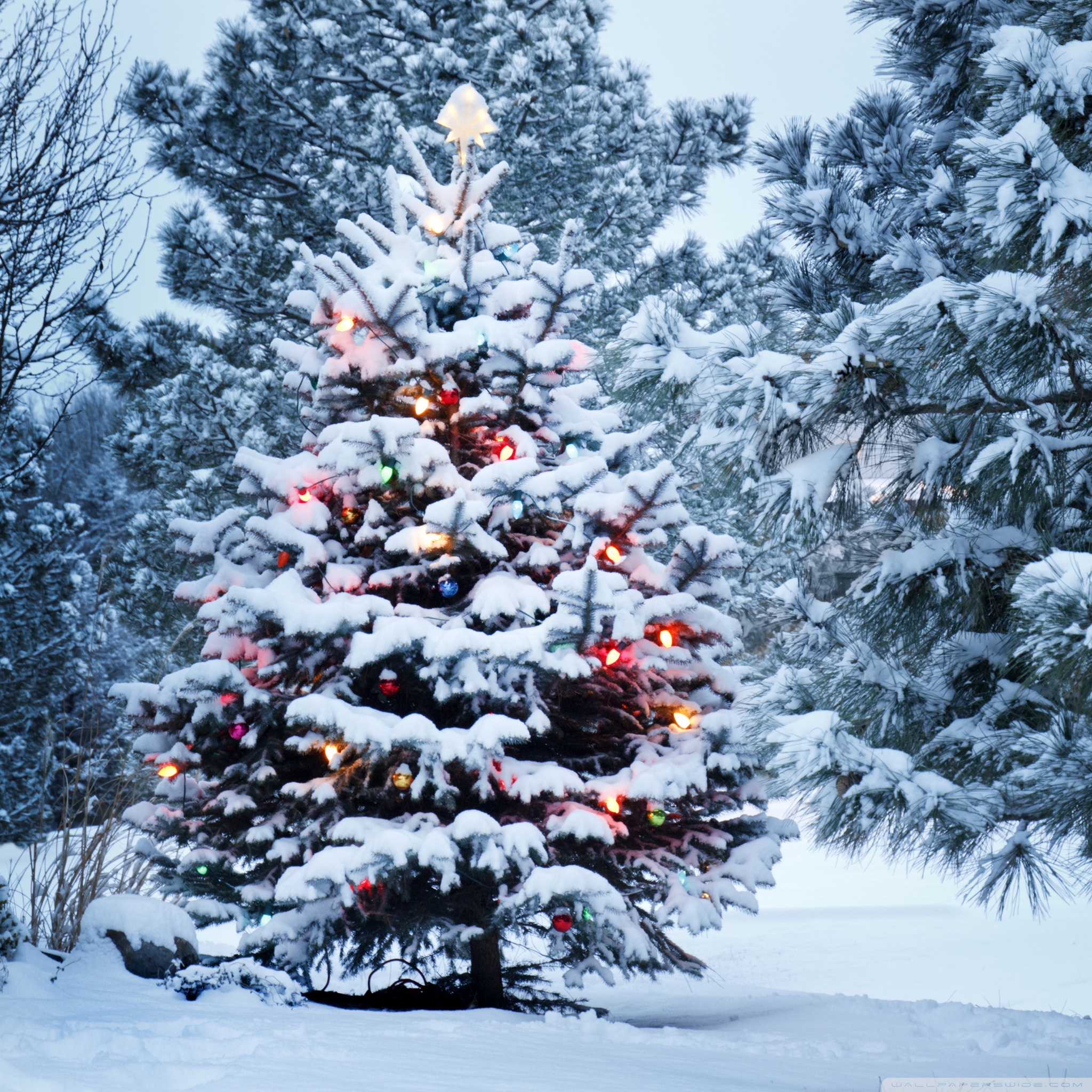 Beautiful Outdoor Christmas Tree 4K HD Desktop Wallpaper for 4K