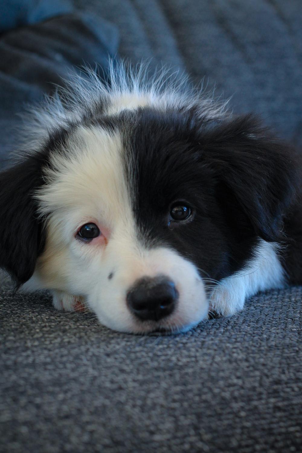 Black And White Border Collie Puppy Lying On Gray Carpet Photo