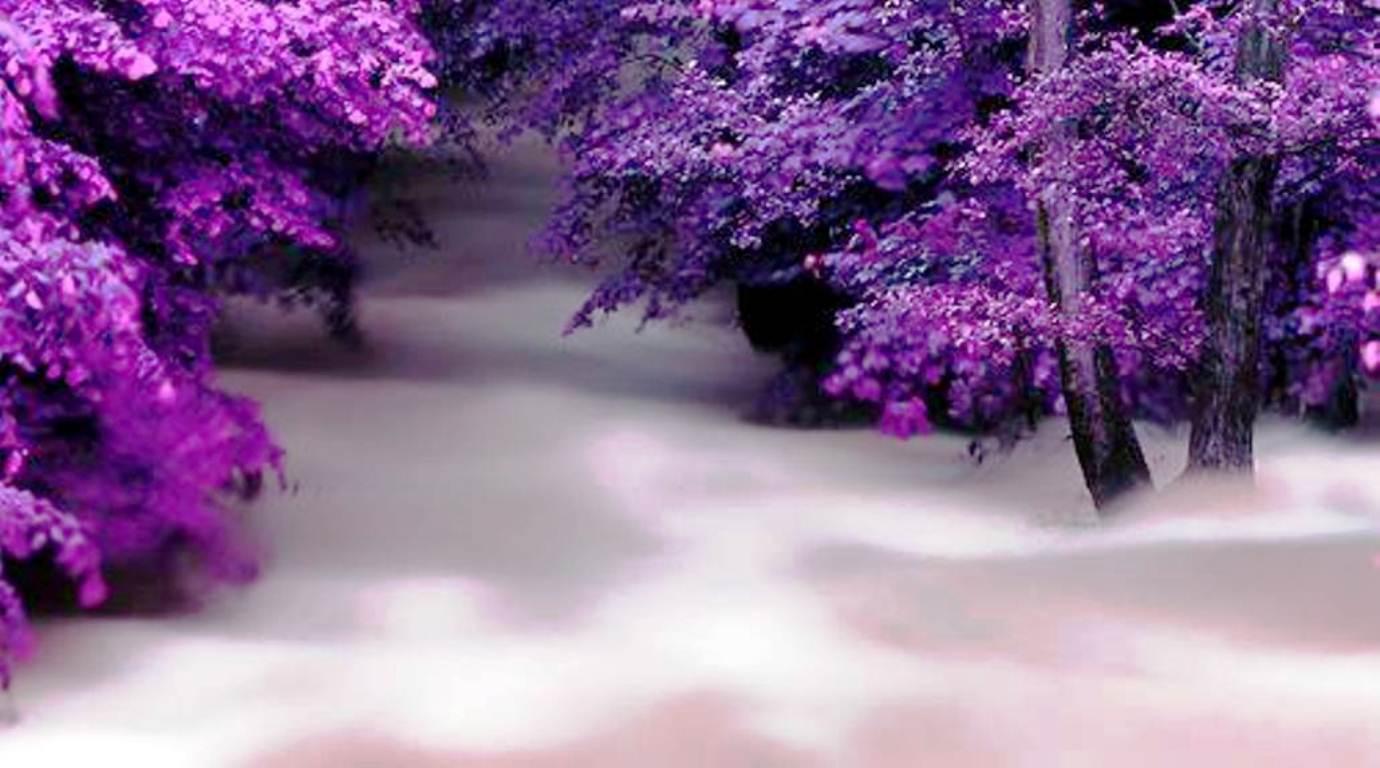 Purple Trees High Quality And Resolution Wallpaper On