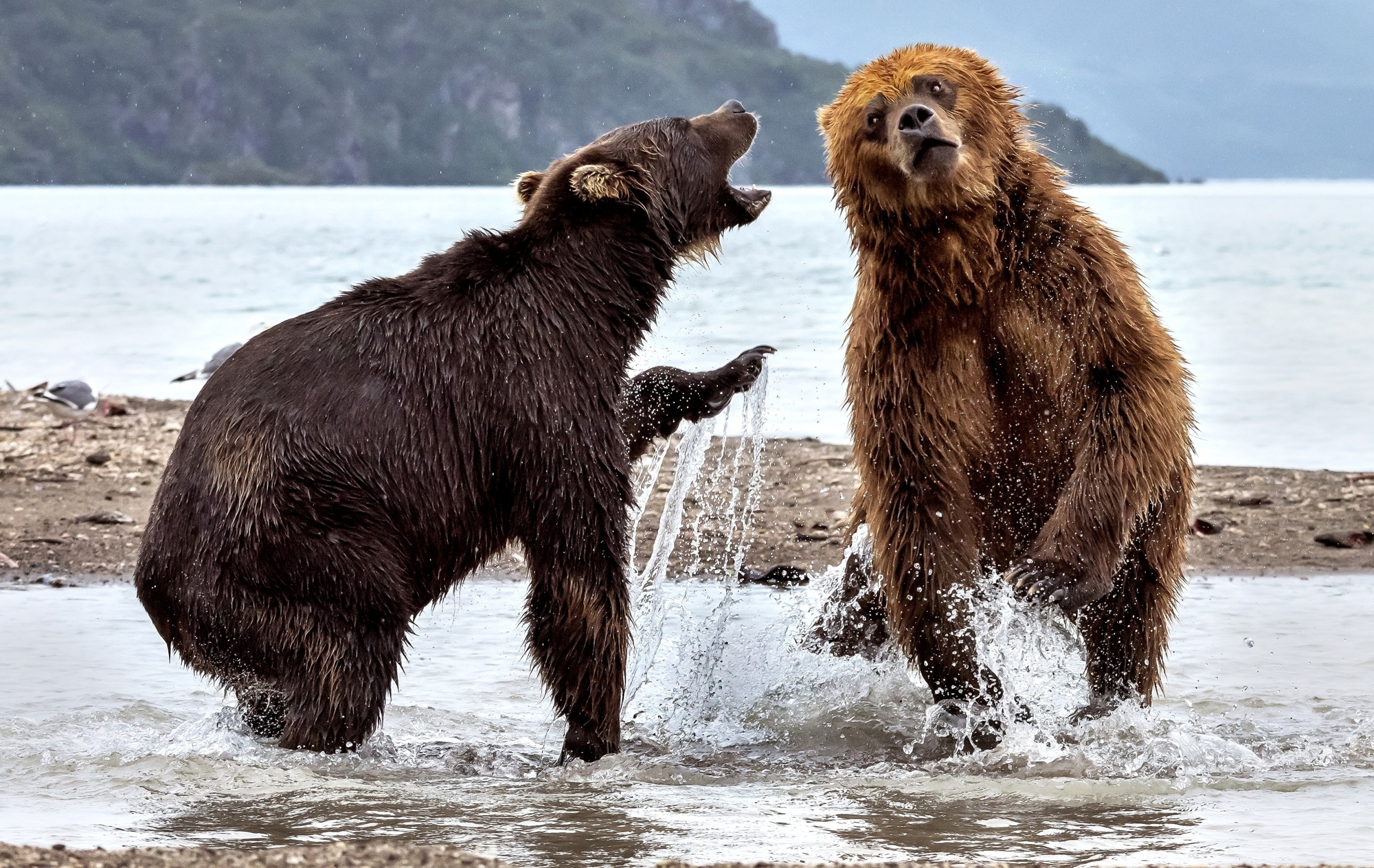 Bears Fighting Wallpaper HD Animals 4k Image Photos And Picture