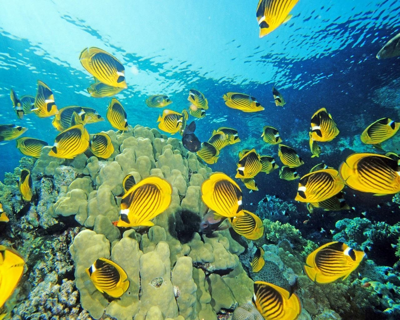 Coral Many Red Sea Racoon Butterflyfish Animals Fish HD