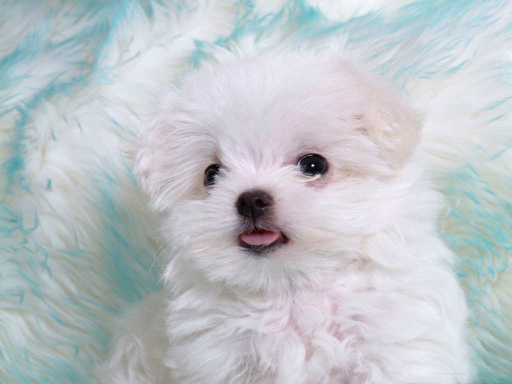 Fluffy Puppies Wallpaper