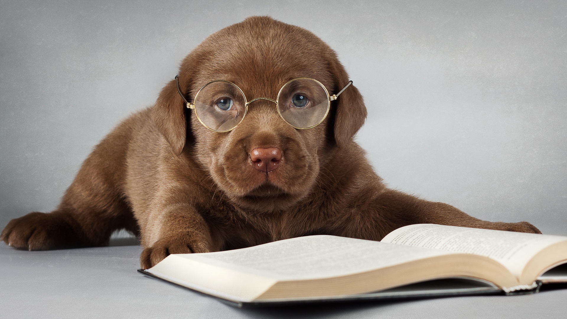Labrador dog brown read a book glasses Wallpaper Desktop Wallpapers