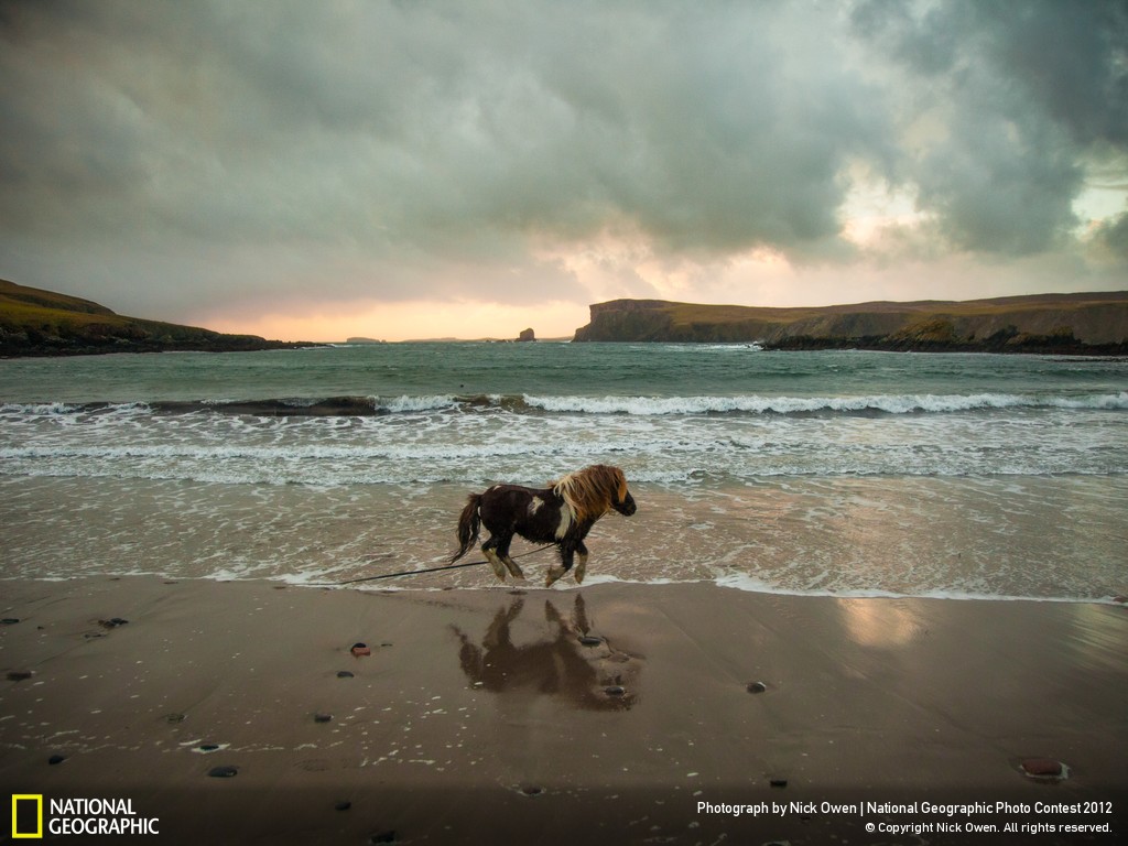Shetland Pony Running Along Beach National Geographic Photo