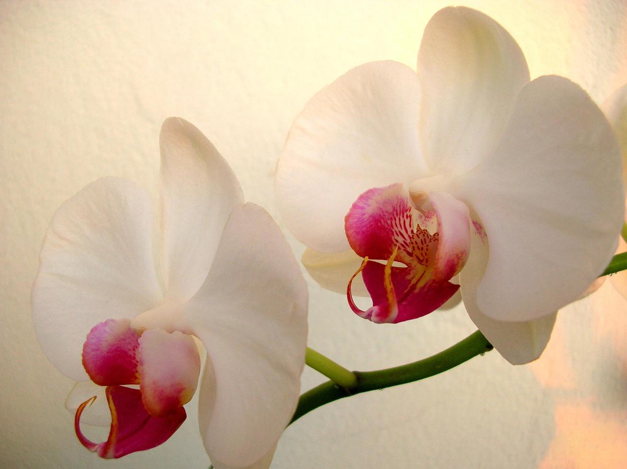 White Orchid Lovely Flower HD Wallpaper