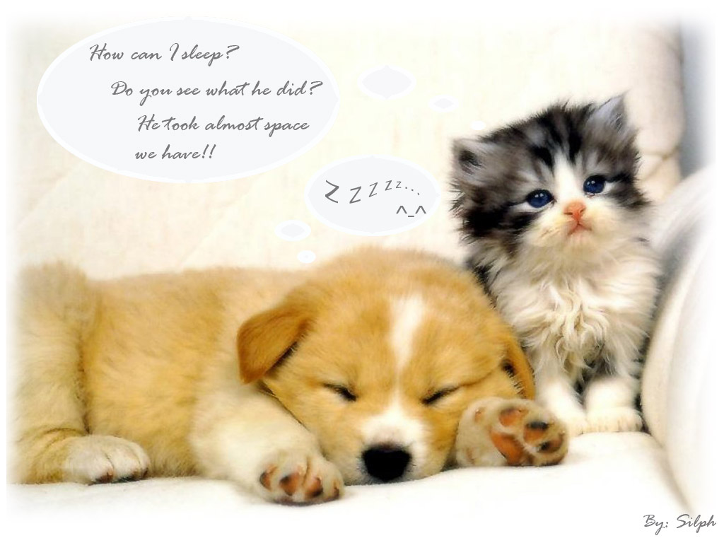 Cute Baby Animals with Sayings