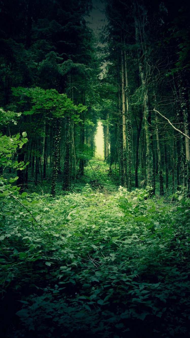 Your iPhone HD Cool Forest Wallpaper