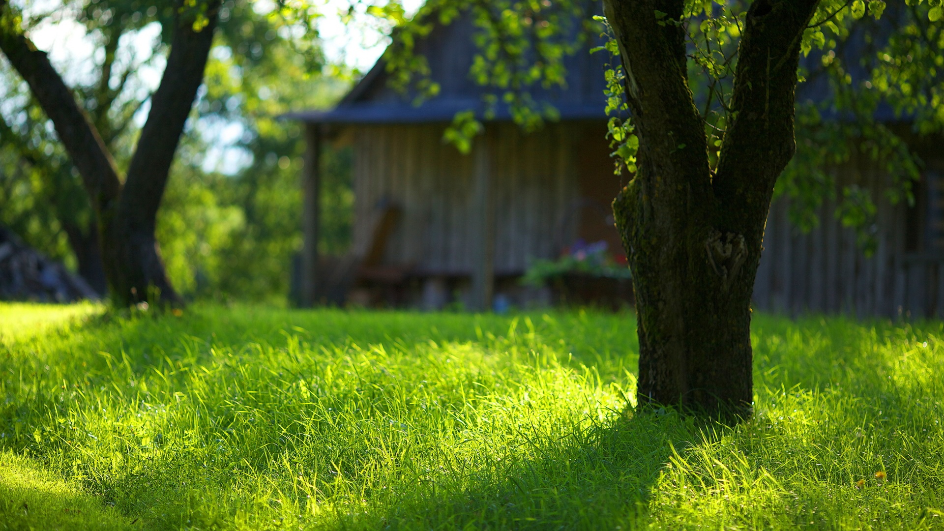 Green Grass Wallpapers   HD Wallpapers Backgrounds of Your
