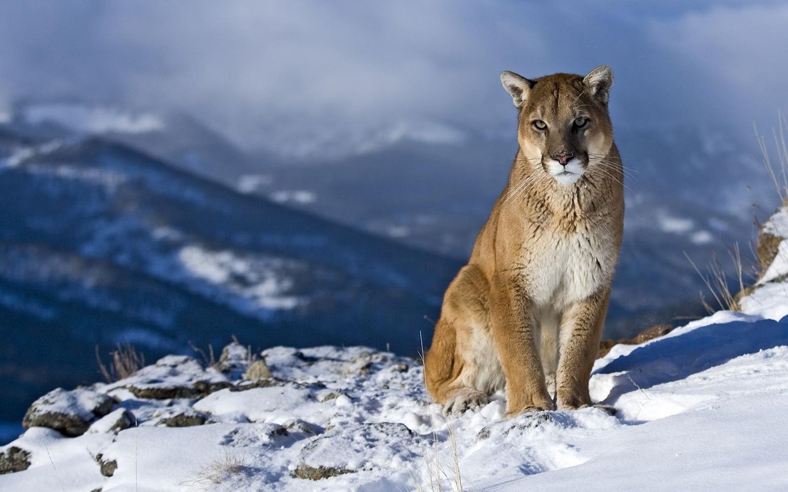 The Cougar Interesting Wild Animal Fact Pictures Animals Lover