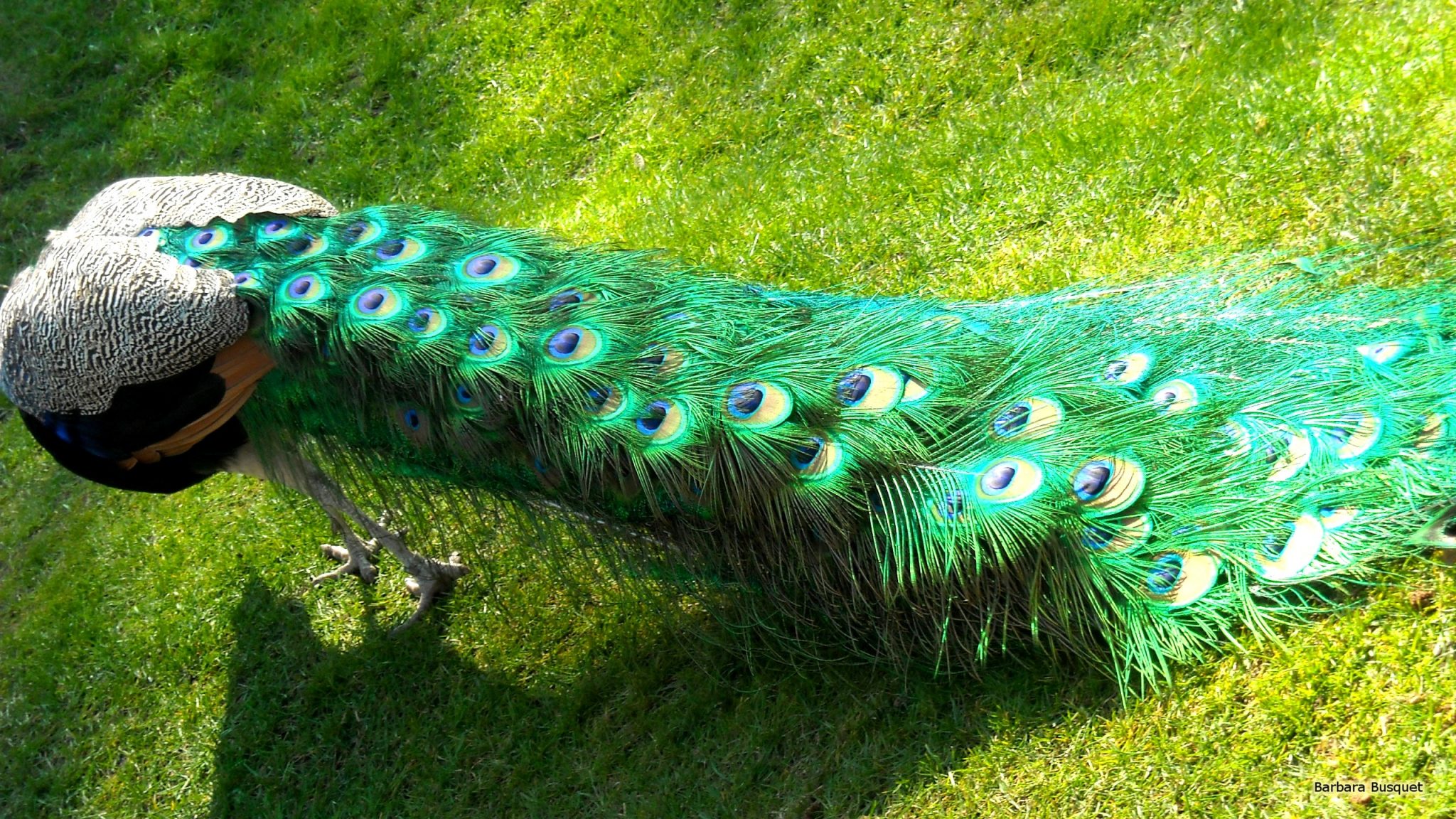Peacock Or Peafowl Wallpaper Barbaras HD