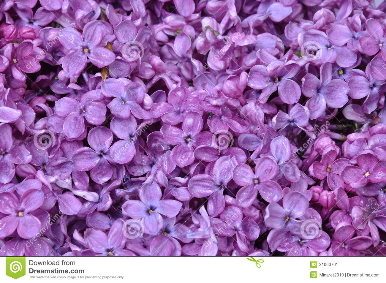 Related Pictures spring lilac flowers desktop wallpapers 1300x953