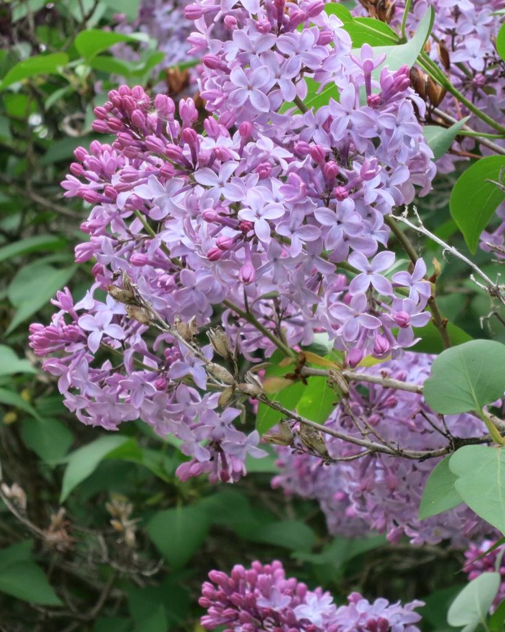 Lilacs In Bloom HD Walls Find Wallpapers