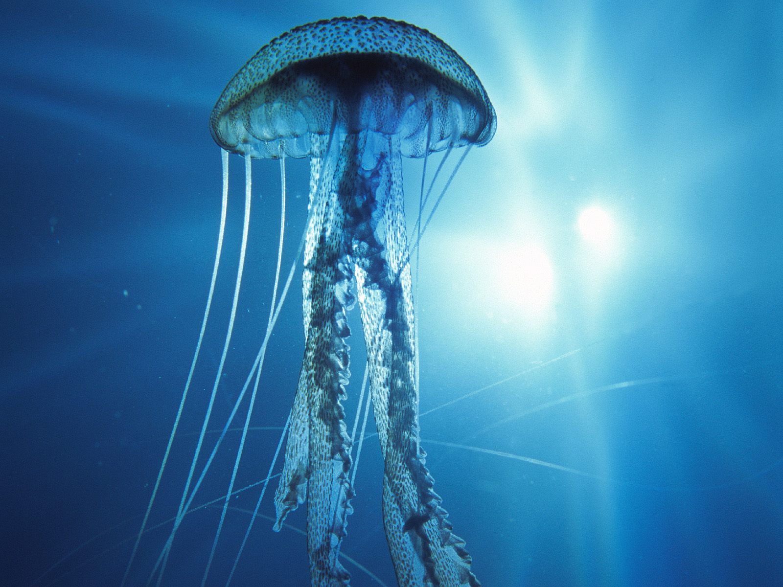 Background Electric Jelly Fish Cool Background And