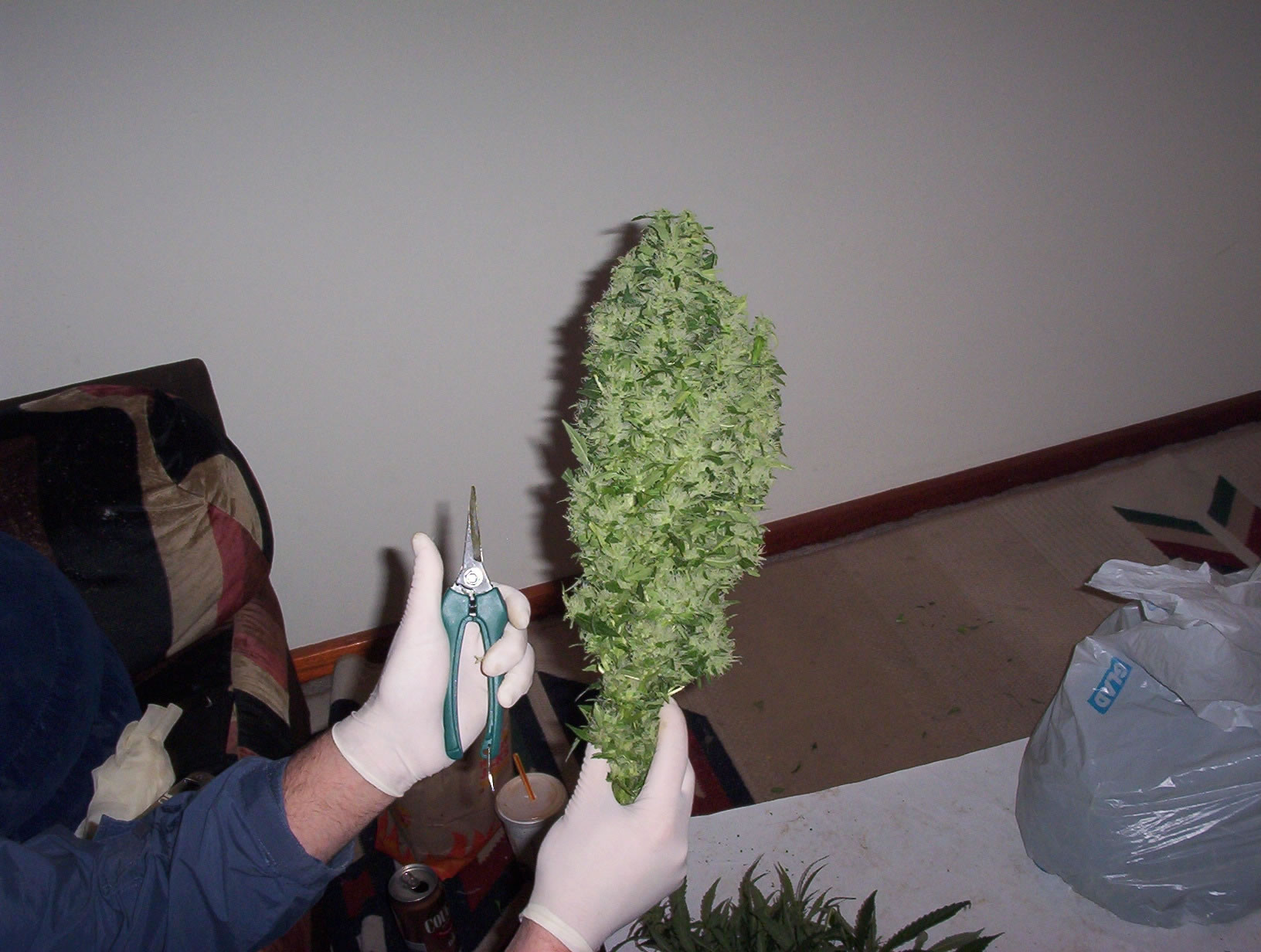 Marijuana Plants Buds Weeds Wallpaper And Image