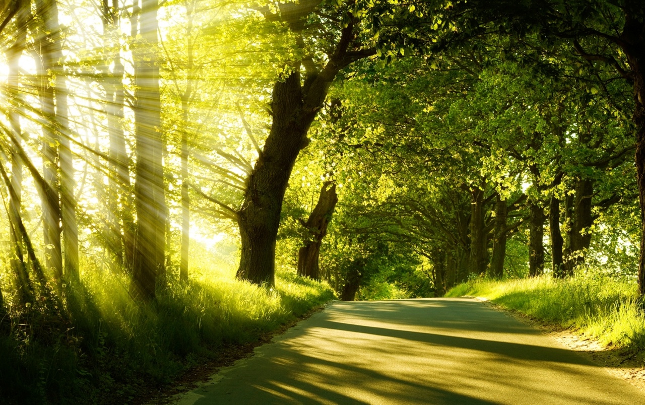 Forest Trip Sunny Day Wallpaper Stock Photos