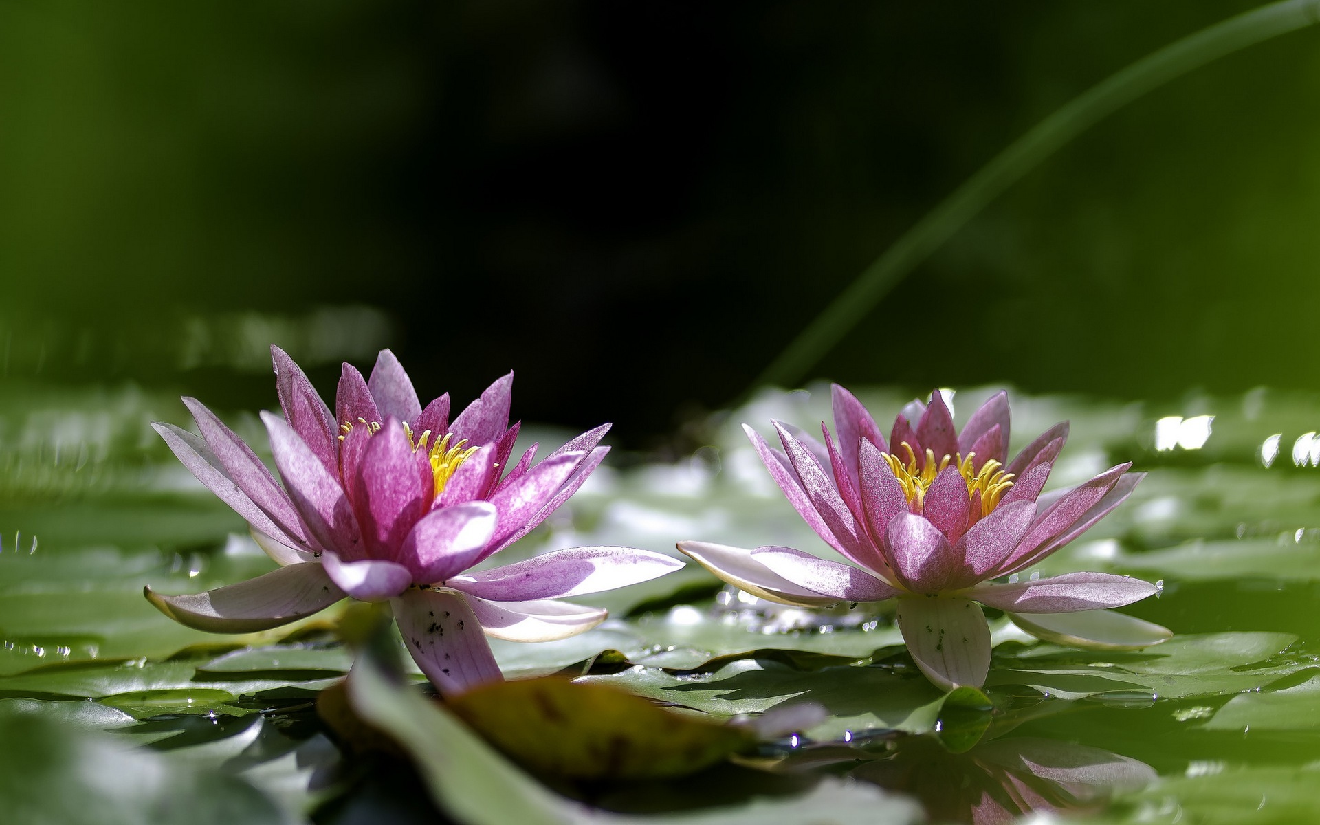 Water Lily Computer Wallpapers Desktop Backgrounds 1920x1200 ID