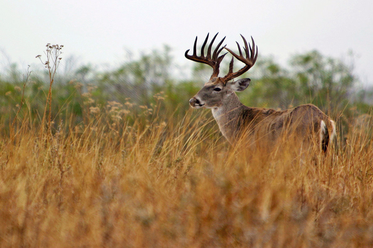To Be A Record Buck Deer Hunting Realtree