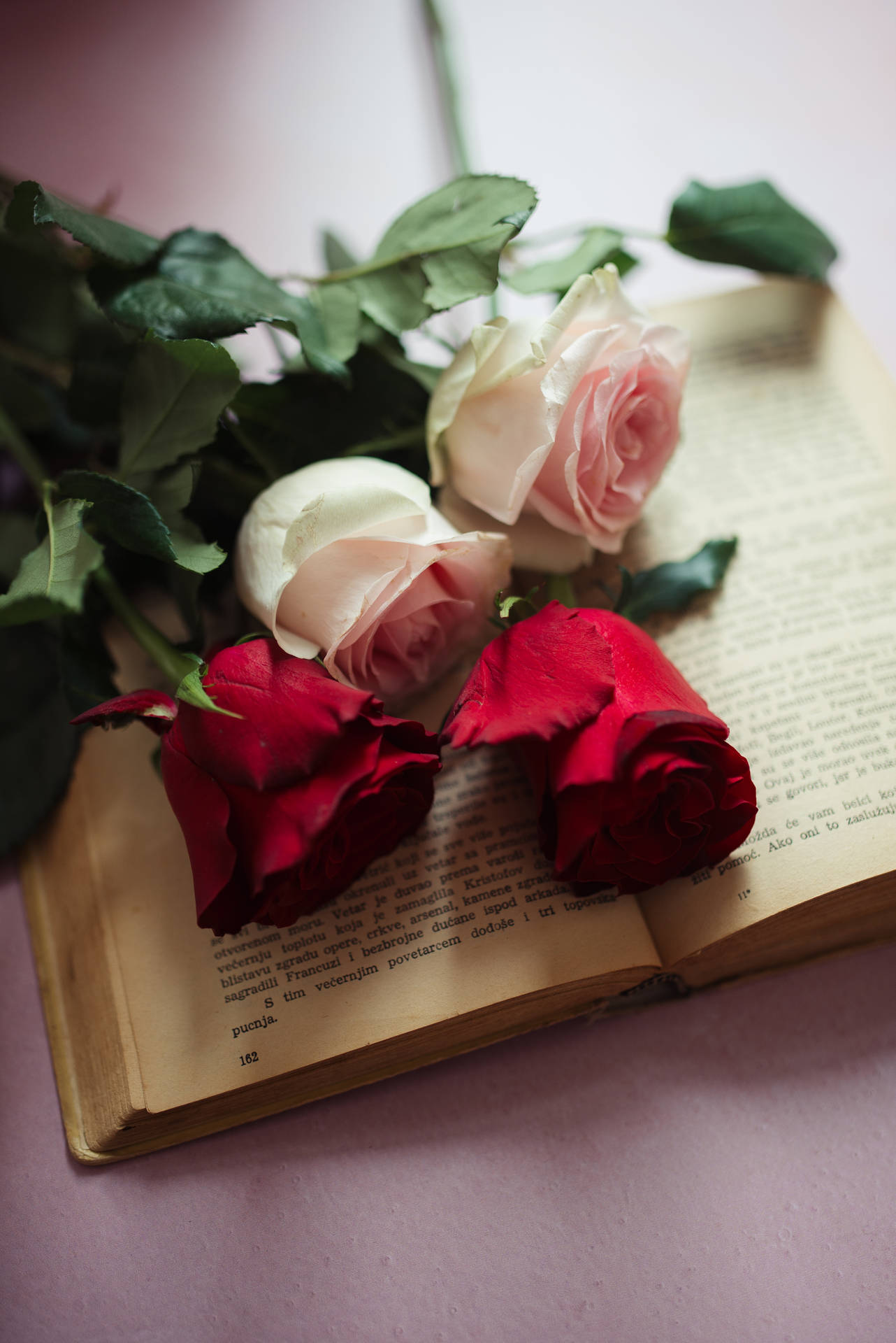 Aesthetic Rose Wallpaper