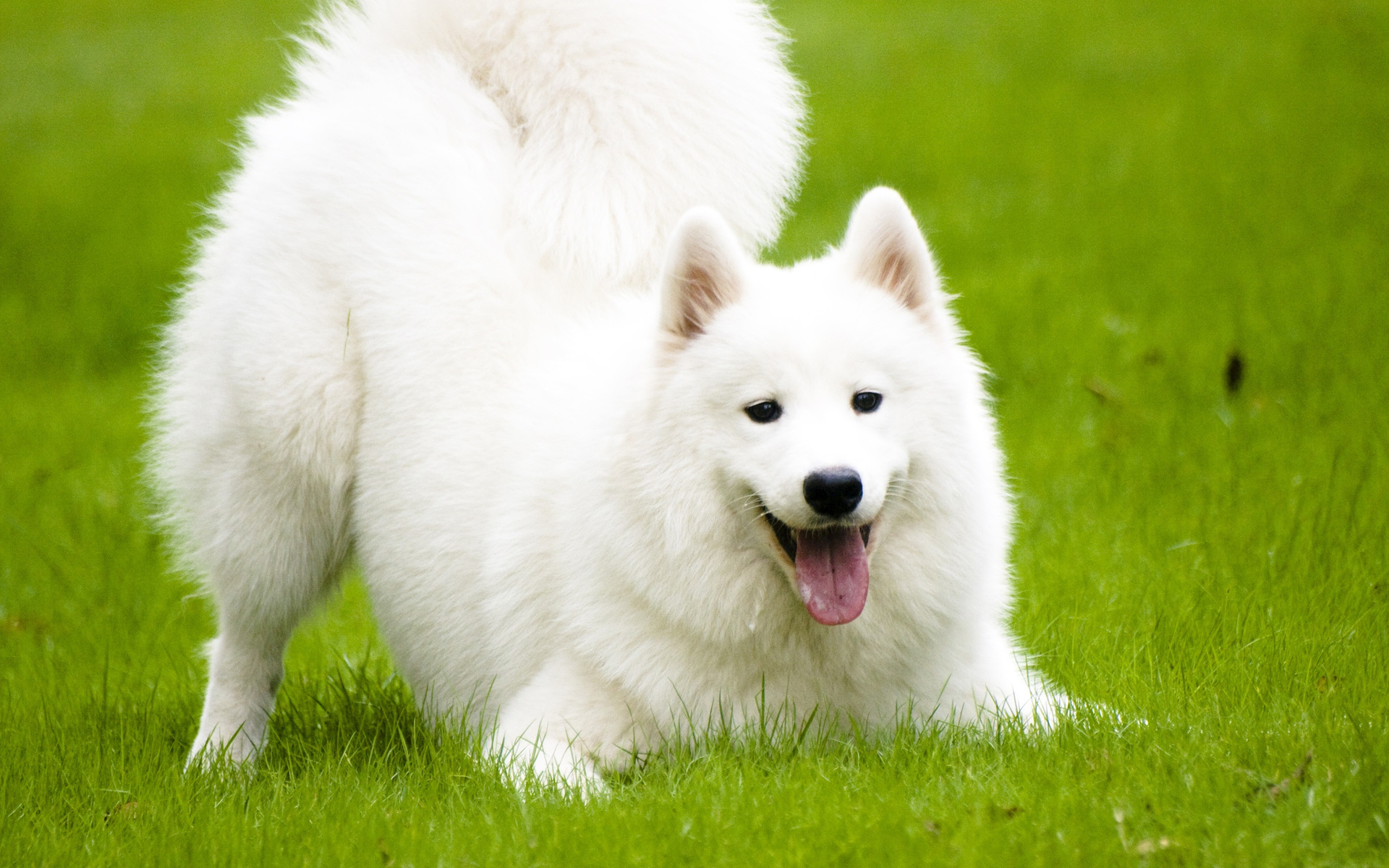 Samoyed In The Grass Widescreen Wallpaper