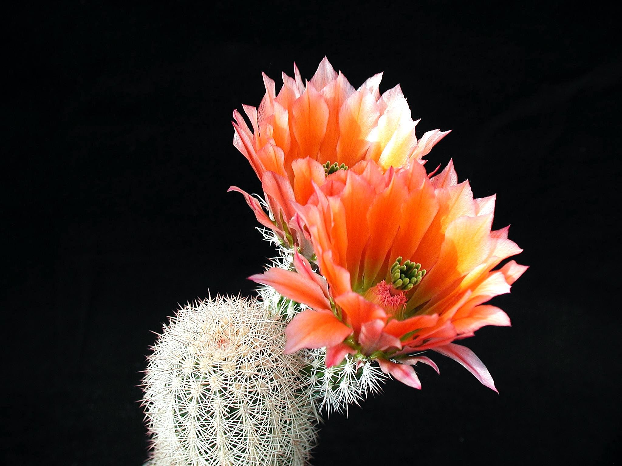 Cactus With Flowers HD Wallpaper
