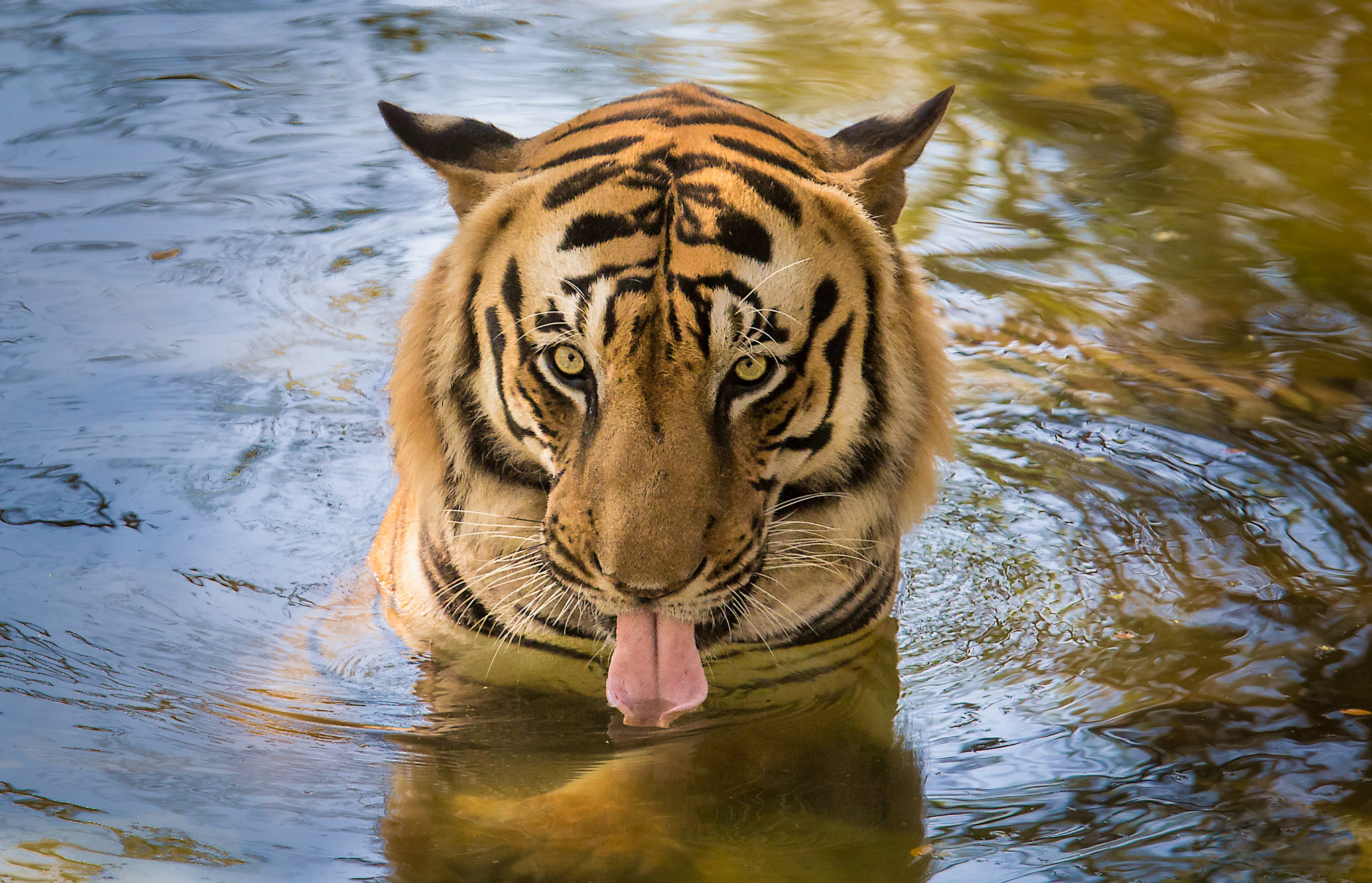 Thirsty Tiger HD Wallpaper Background Image Id