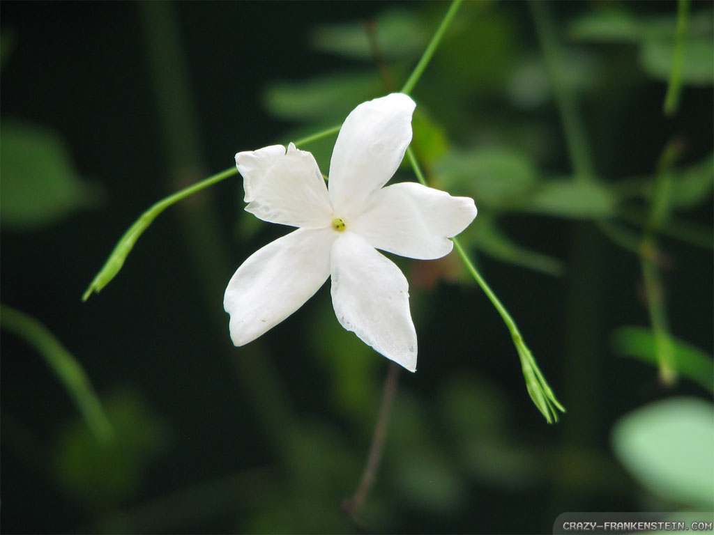 Wallpaper Single Jasmine Flower