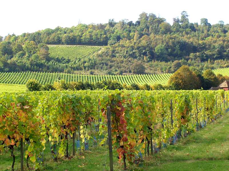 Vineyard Vines Mac Wallpaper Wine Winery