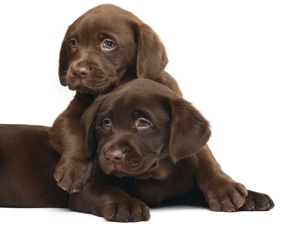 [48+] Chocolate Lab Wallpaper for Desktop | WallpaperSafari.com