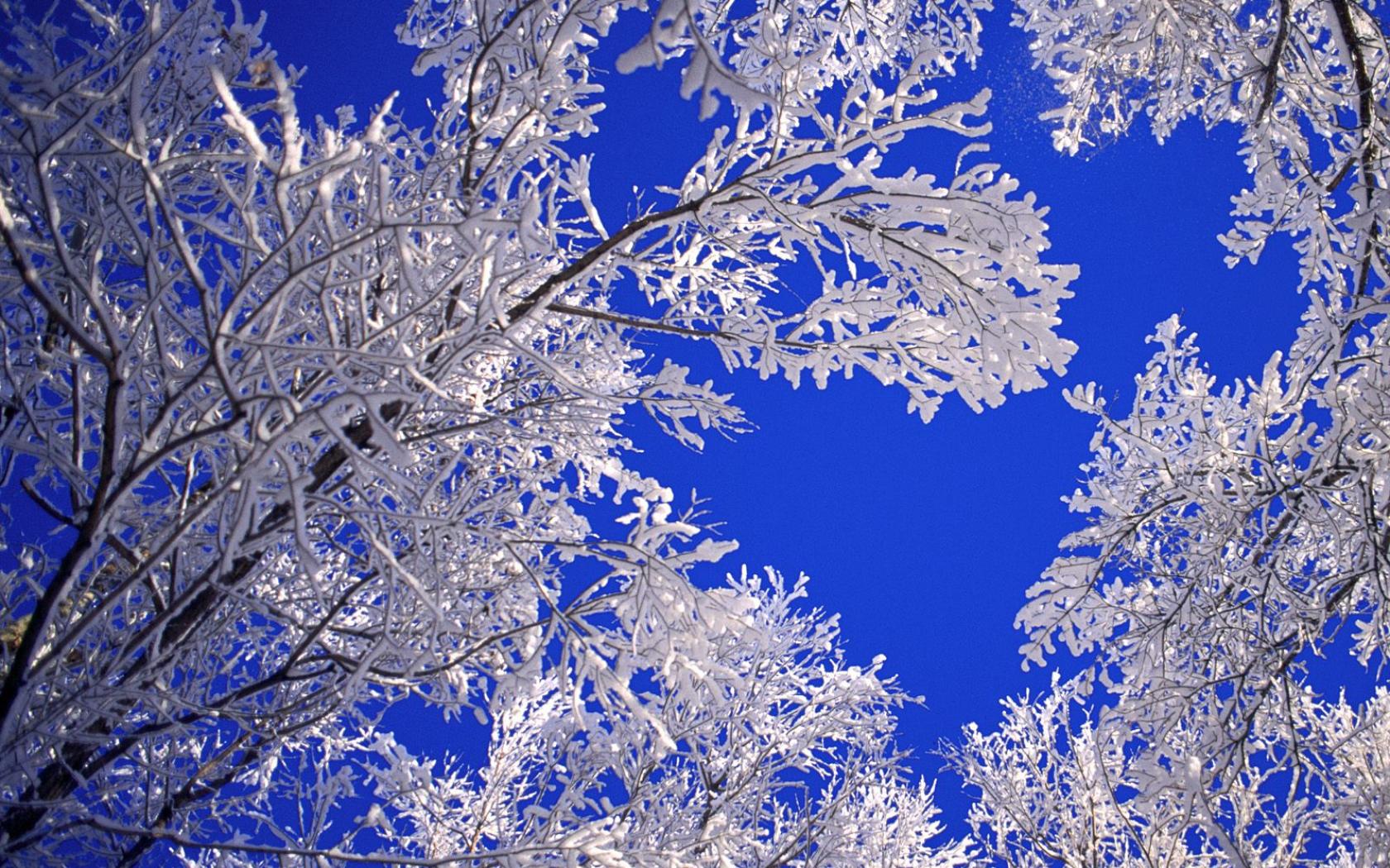 Pics Photos HD Winter Tree Wallpaper