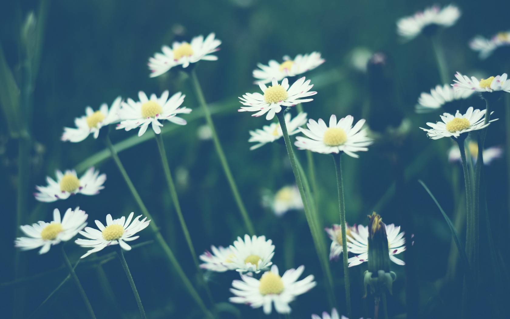 Daisy Flower Picture And Wallpaper