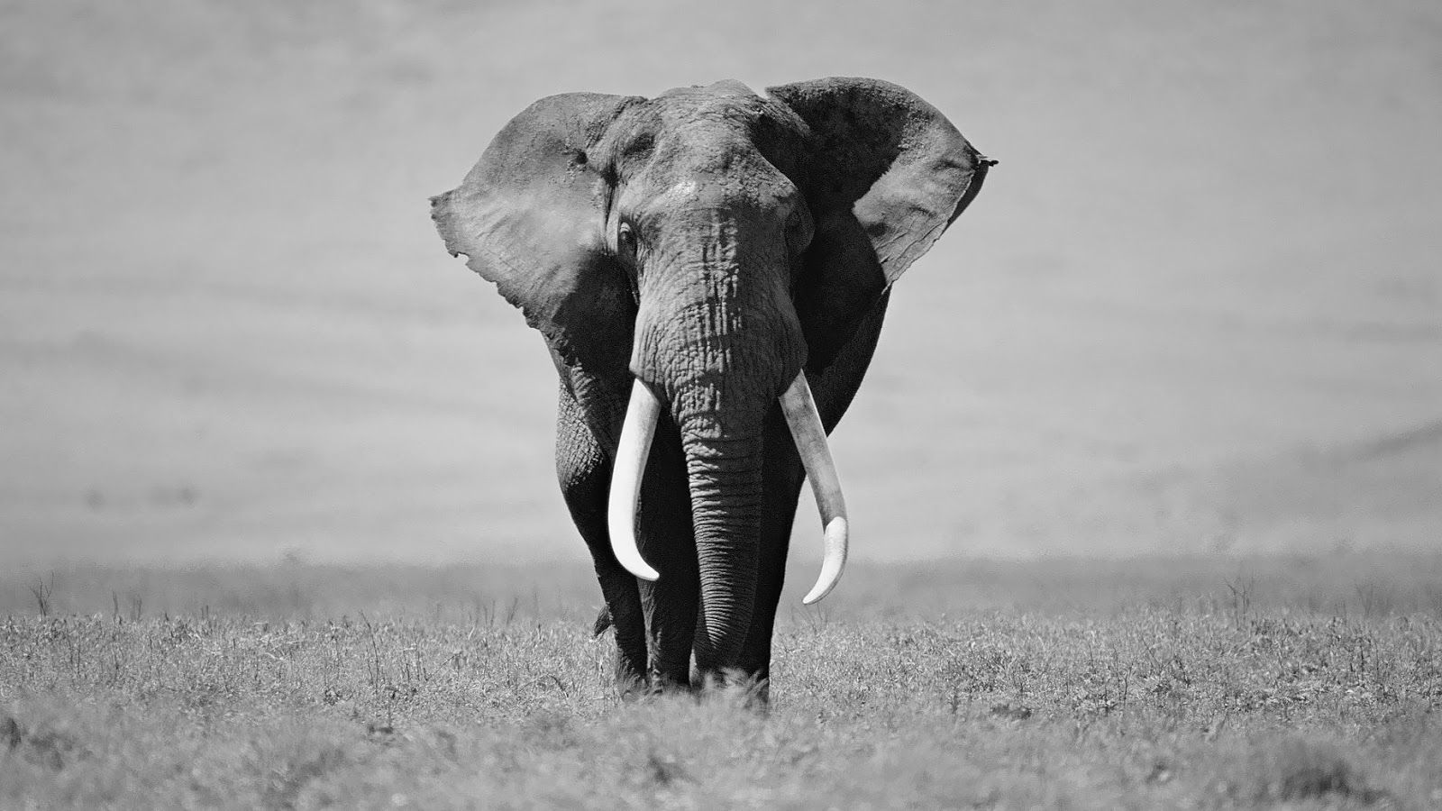 Black And White Animal Photo Elephant Wallpaper