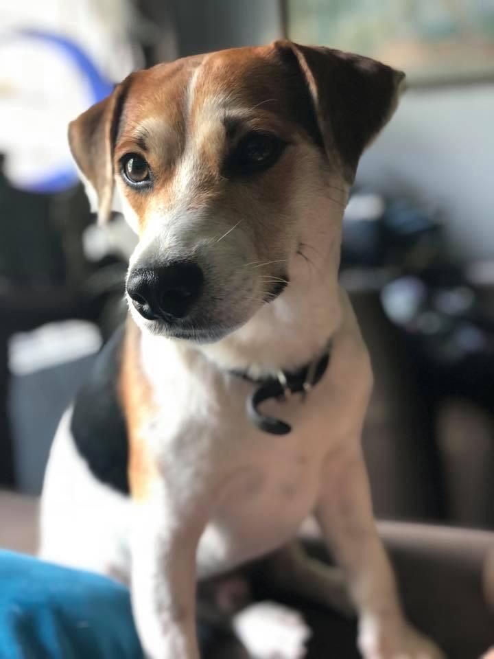 My Moms Pupper Jack Is So Photogenic Dogs Pets Dog Adopt Love