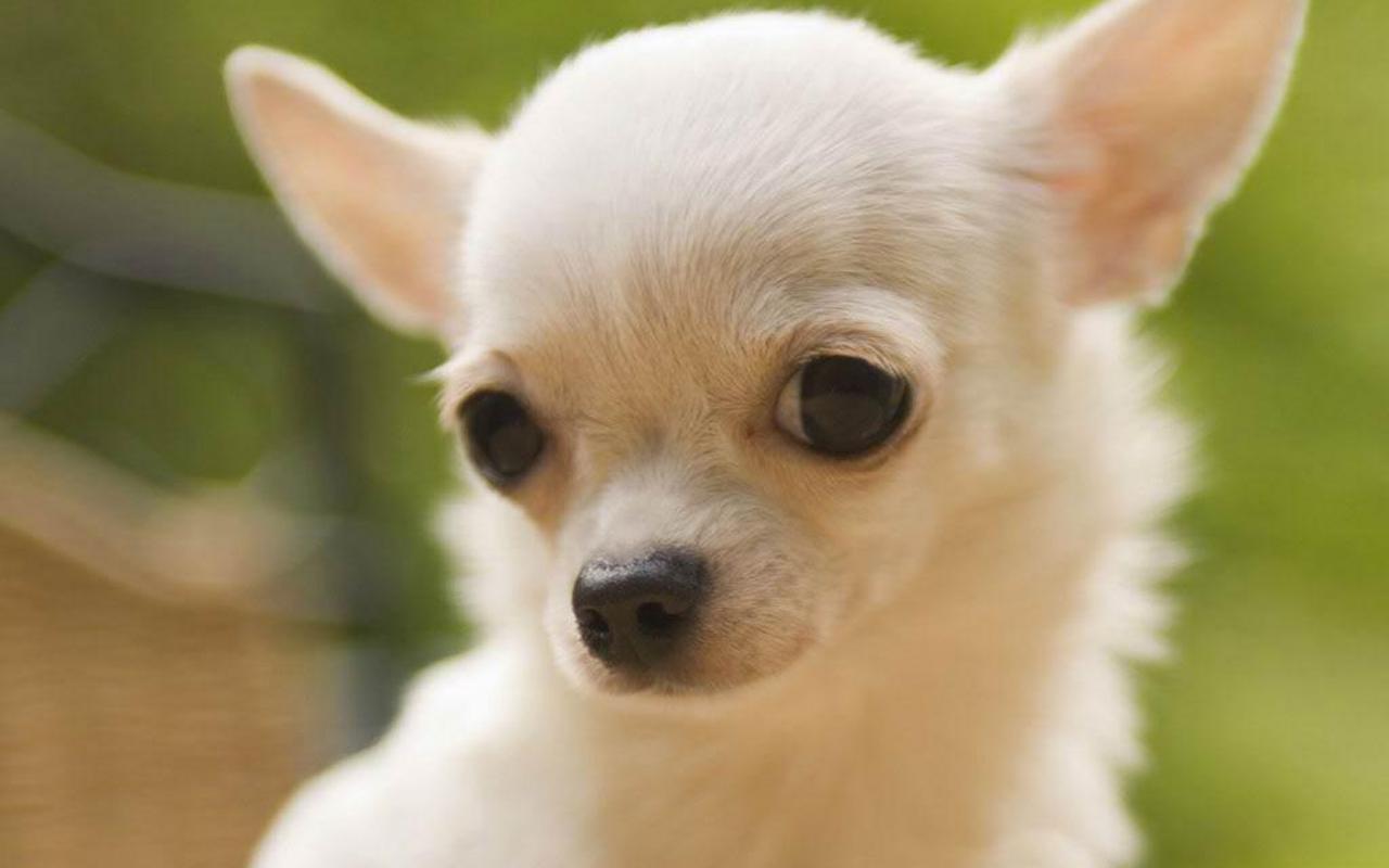 Do I Look Cute Chihuahuas Wallpaper