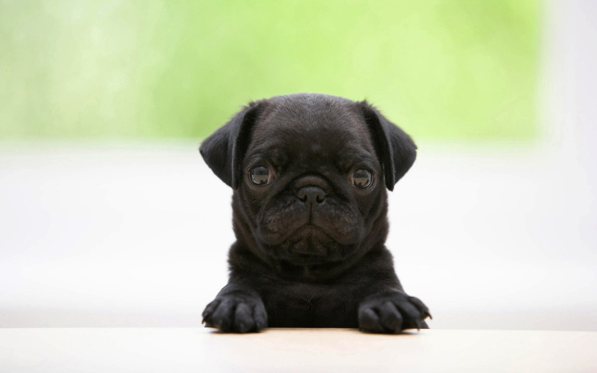 Black Pugs Puppies Image Amp Pictures Becuo