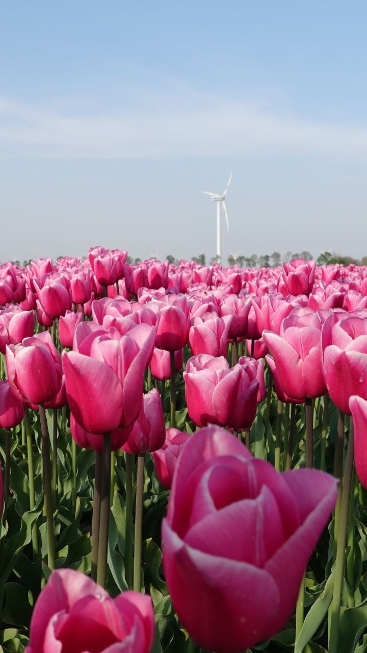 720x1280 Farm flowers pink tulips wallpaper Pink tulips