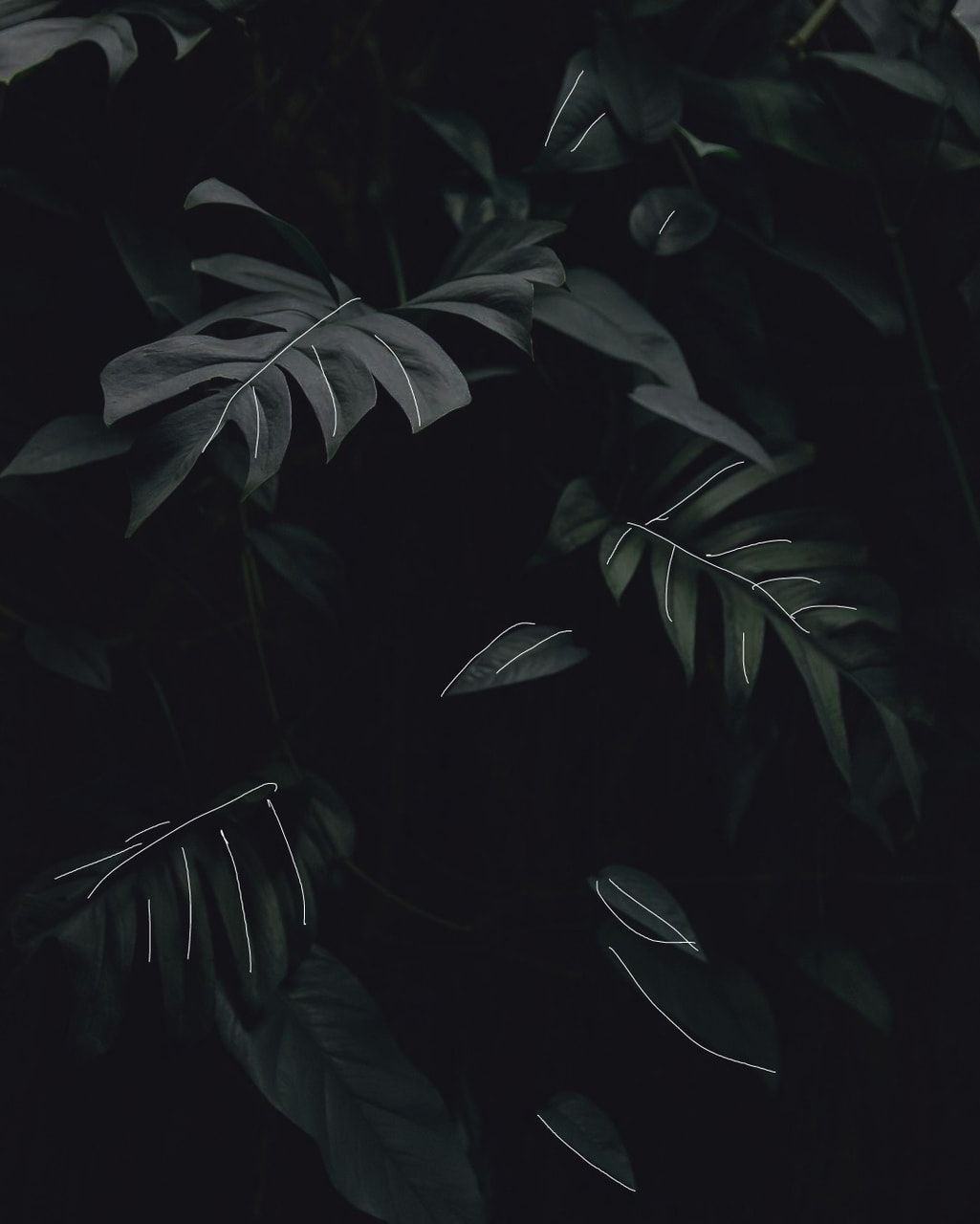 Aesthetic Leaves Wallpaper By TabirtHDayideas