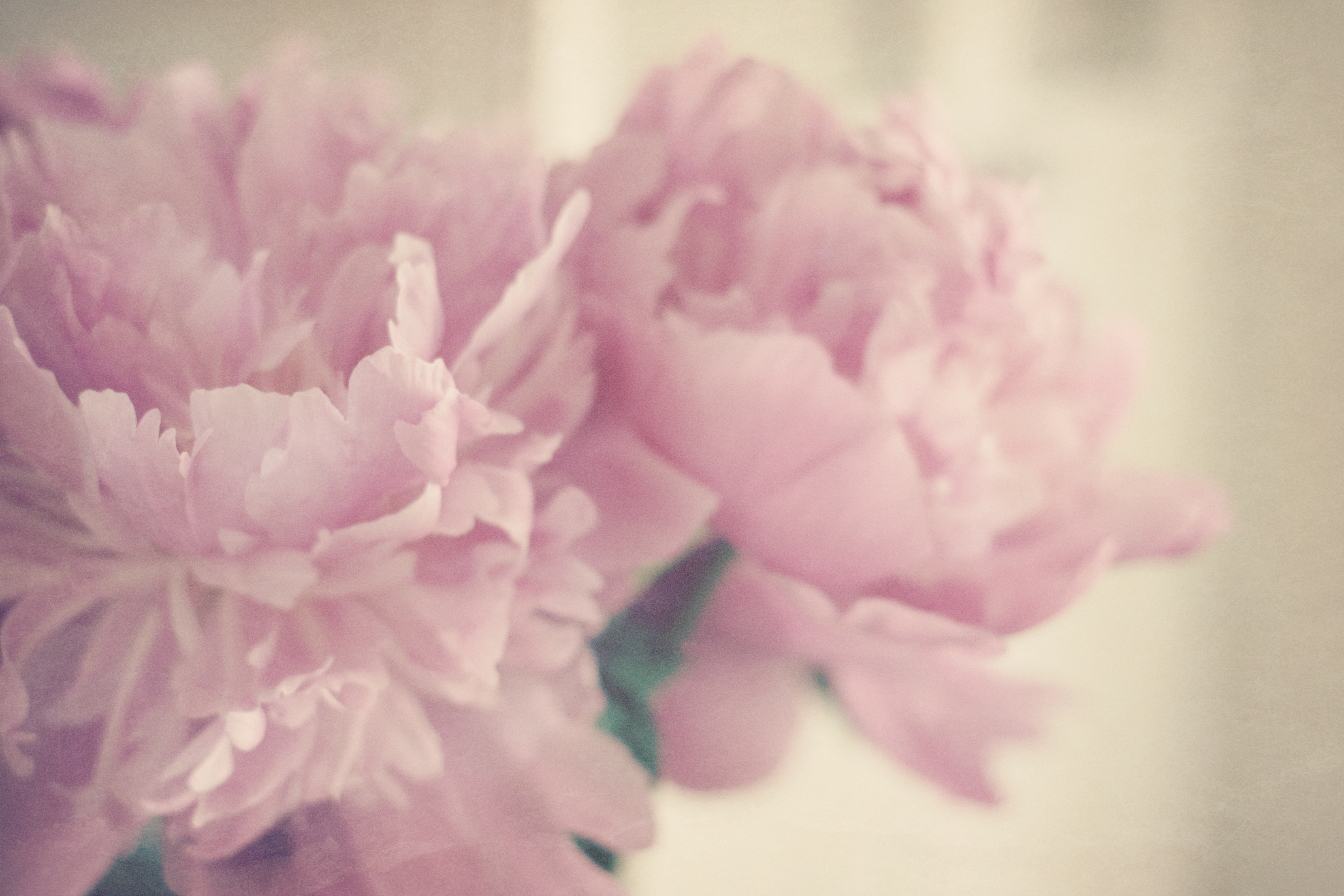 Peonies Background I Have Adored Them