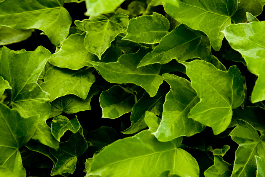 Ivy Wallpaper By Designerfied