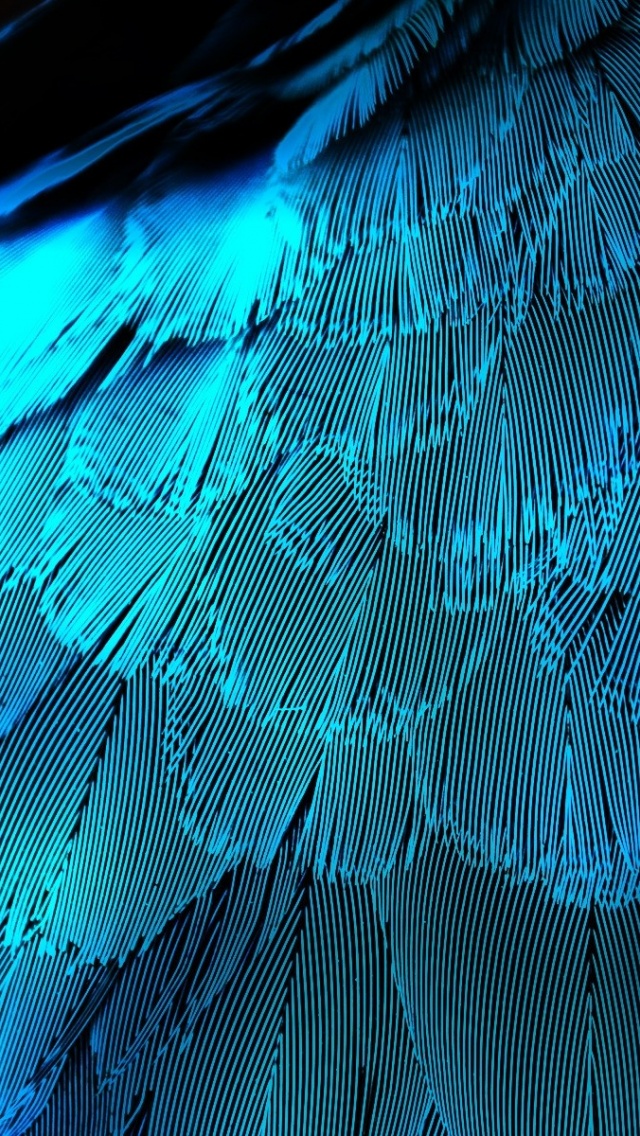 Electric Blue Feathers iPhone Wallpaper