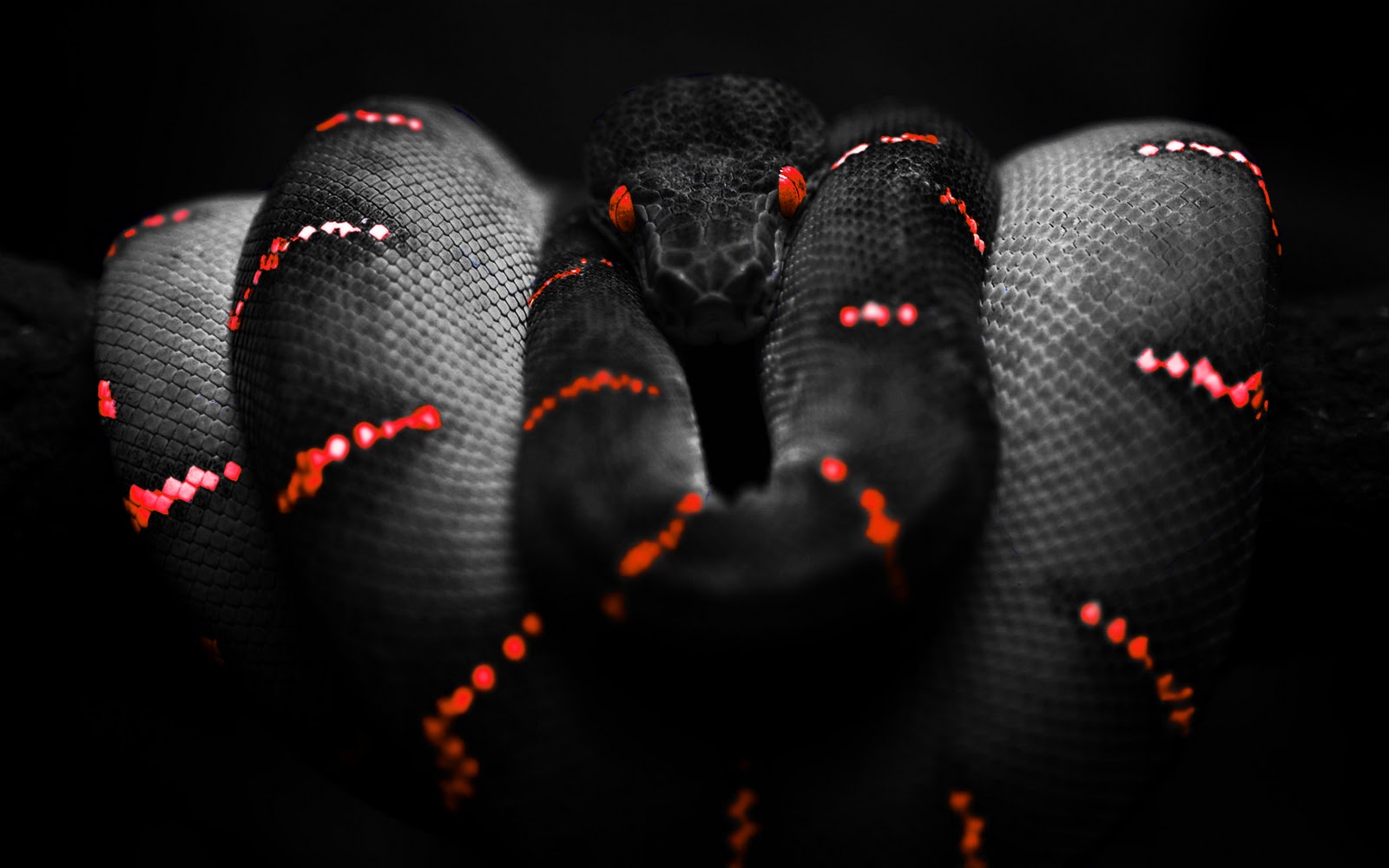 Photoshop Snake HD Wallpaper Red