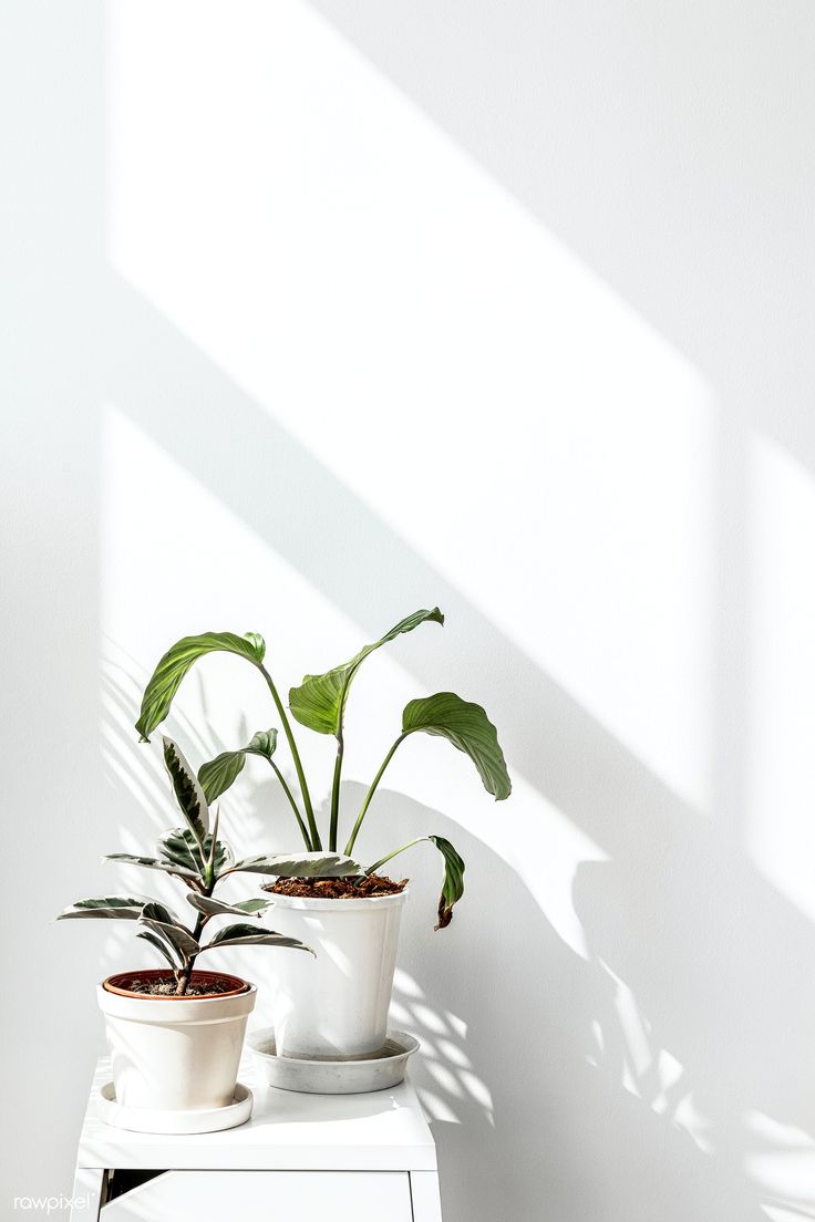 Tropical Plants By A White Wall With Window Shadow Premium Image